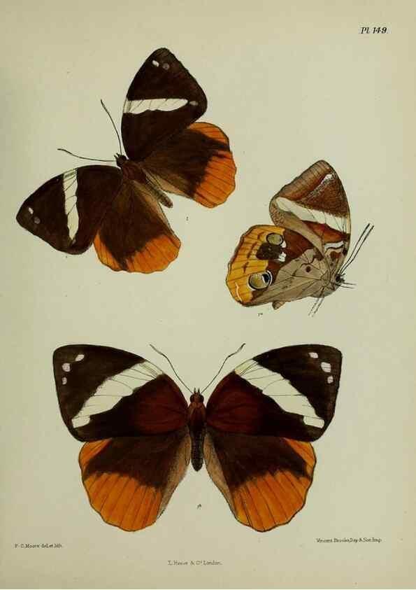 Reproducción/Reproduction 39165649541: Lepidoptera indica.. London,1890-1913.. 