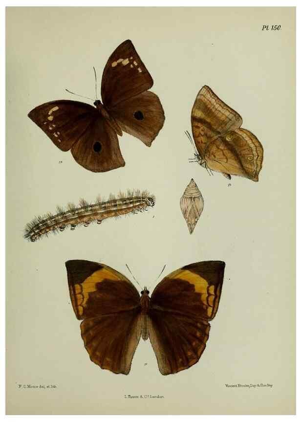 Reproducción/Reproduction 39135335612: Lepidoptera indica.. London,1890-1913.. 