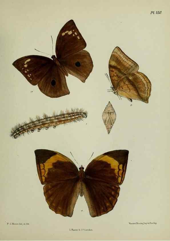 Reproducción/Reproduction 39135335612: Lepidoptera indica.. London,1890-1913.. 