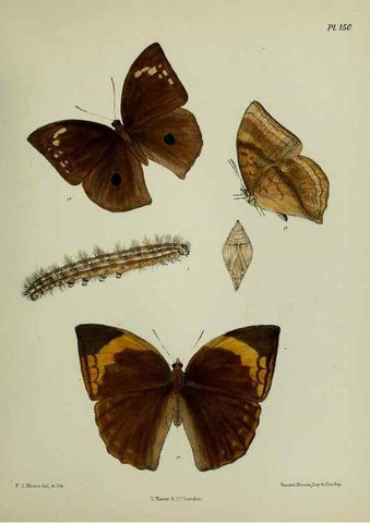 Reproducción/Reproduction 39135335612: Lepidoptera indica.. London,1890-1913.. 