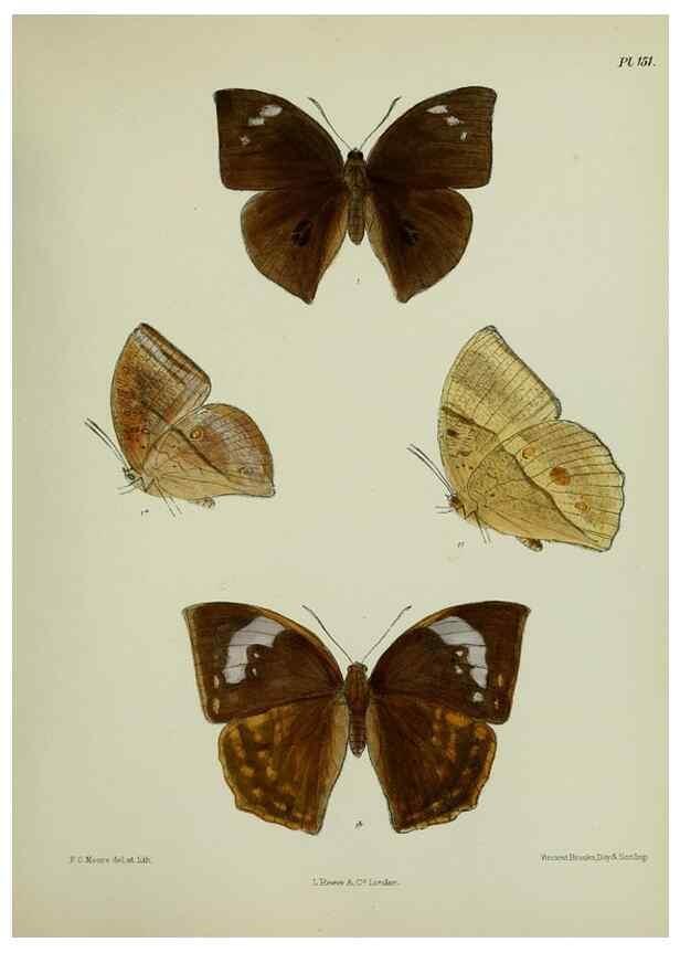 Reproducción/Reproduction 38457755254: Lepidoptera indica.. London,1890-1913.. 