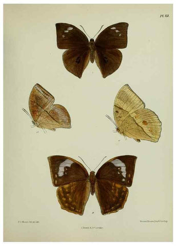 Reproducción/Reproduction 38457755254: Lepidoptera indica.. London,1890-1913.. 
