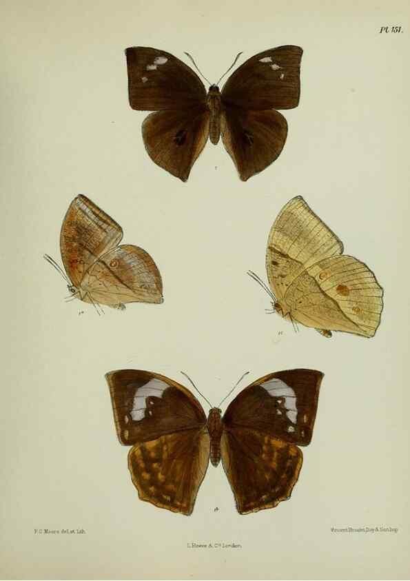 Reproducción/Reproduction 38457755254: Lepidoptera indica.. London,1890-1913.. 