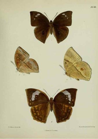 Reproducción/Reproduction 38457755254: Lepidoptera indica.. London,1890-1913.. 