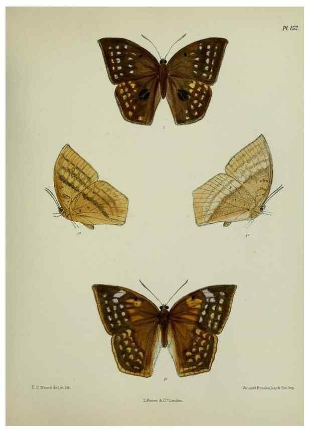 Reproducción/Reproduction 39165660481: Lepidoptera indica.. London,1890-1913.. 