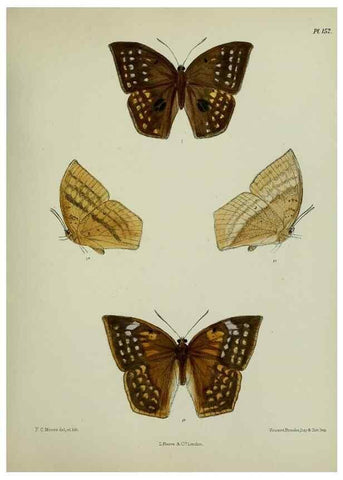 Reproducción/Reproduction 39165660481: Lepidoptera indica.. London,1890-1913.. 