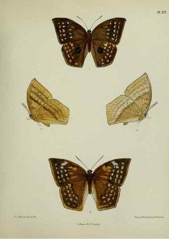 Reproducción/Reproduction 39165660481: Lepidoptera indica.. London,1890-1913.. 