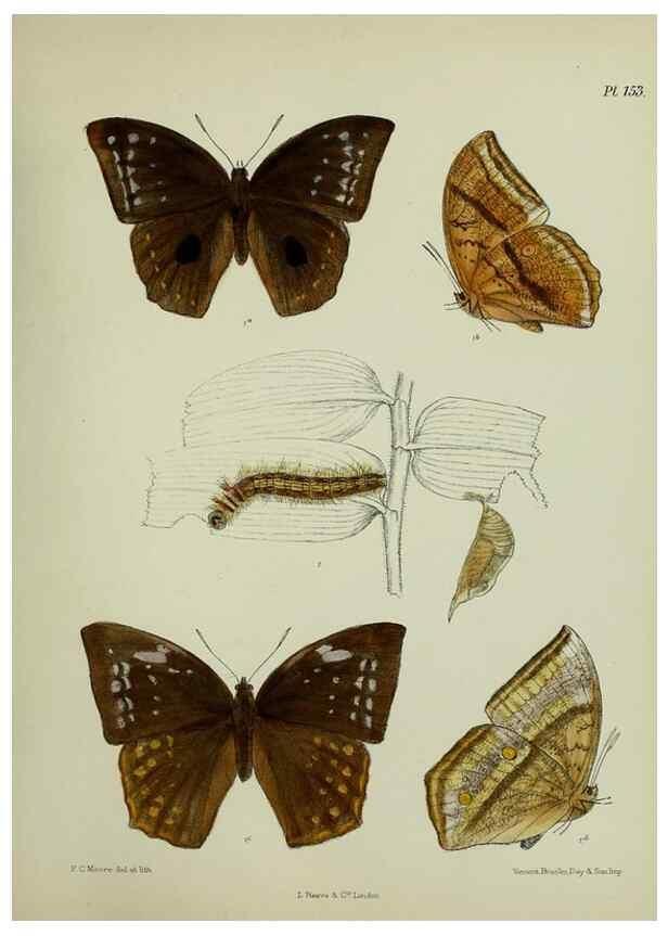 Reproducción/Reproduction 39165663671: Lepidoptera indica.. London,1890-1913.. 