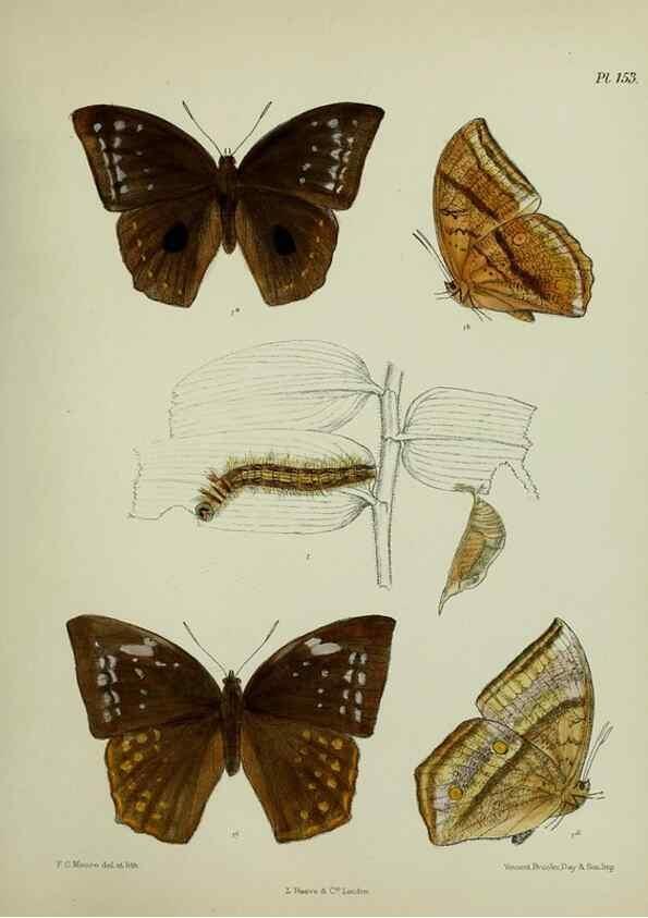 Reproducción/Reproduction 39165663671: Lepidoptera indica.. London,1890-1913.. 