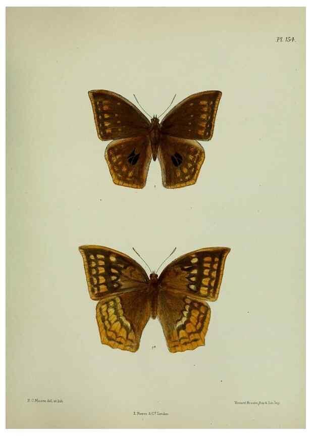 Reproducción/Reproduction 24304681837: Lepidoptera indica.. London,1890-1913.. 