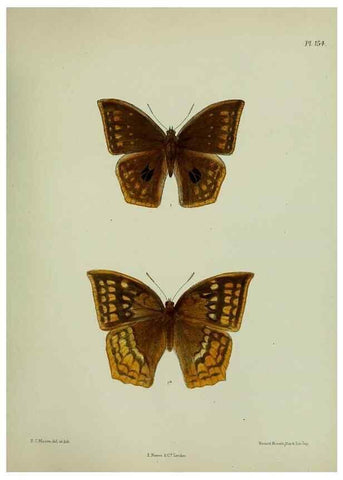 Reproducción/Reproduction 24304681837: Lepidoptera indica.. London,1890-1913.. 