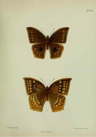 Reproducción/Reproduction 24304681837: Lepidoptera indica.. London,1890-1913.. 
