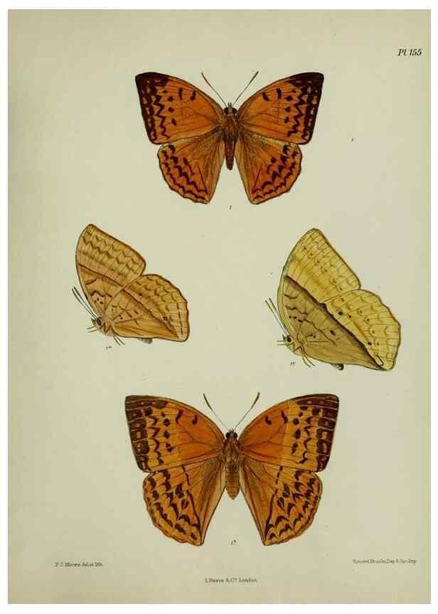 Reproducción/Reproduction 39135351732: Lepidoptera indica.. London,1890-1913.. 