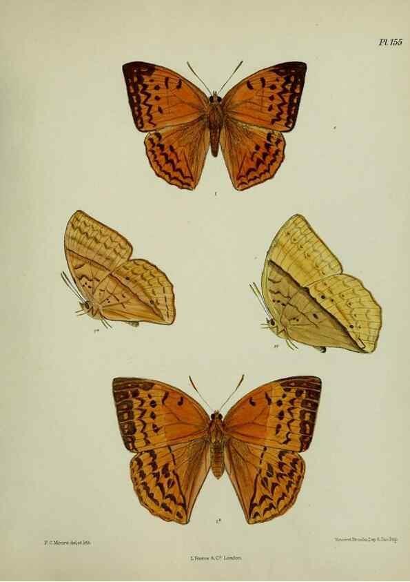 Reproducción/Reproduction 39135351732: Lepidoptera indica.. London,1890-1913.. 