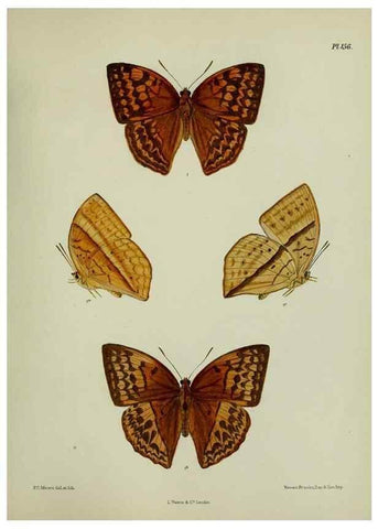 Reproducción/Reproduction 25300000888: Lepidoptera indica.. London,1890-1913.. 