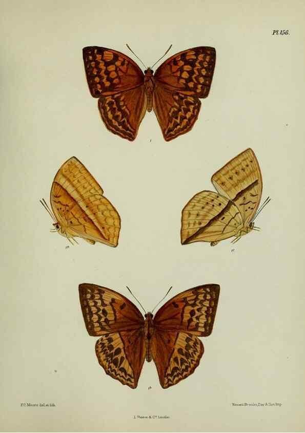 Reproducción/Reproduction 25300000888: Lepidoptera indica.. London,1890-1913.. 