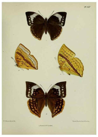 Reproducción/Reproduction 39165676701: Lepidoptera indica.. London,1890-1913.. 