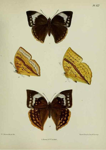 Reproducción/Reproduction 39165676701: Lepidoptera indica.. London,1890-1913.. 