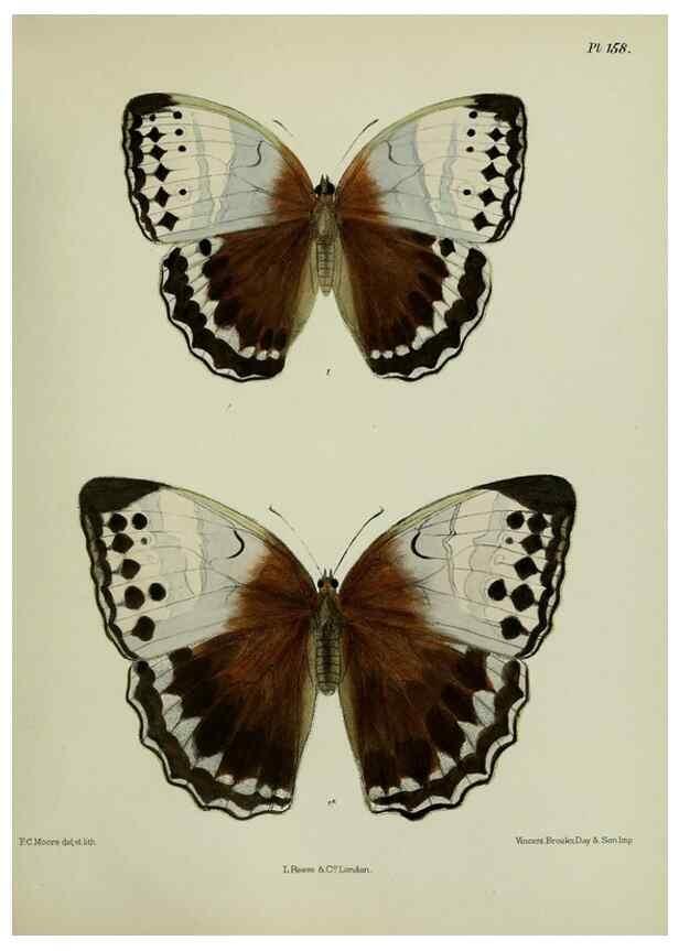 Reproducción/Reproduction 38285680995: Lepidoptera indica.. London,1890-1913.. 