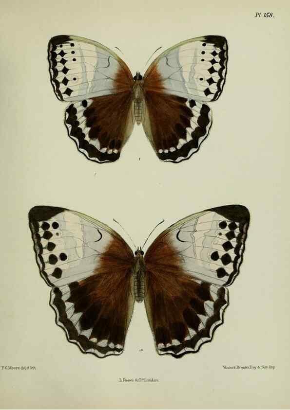 Reproducción/Reproduction 38285680995: Lepidoptera indica.. London,1890-1913.. 