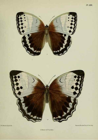 Reproducción/Reproduction 38285680995: Lepidoptera indica.. London,1890-1913.. 