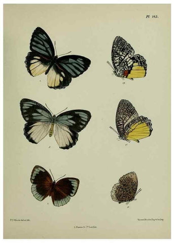 Reproducción/Reproduction 38457743694: Lepidoptera indica.. London,1890-1913.. 