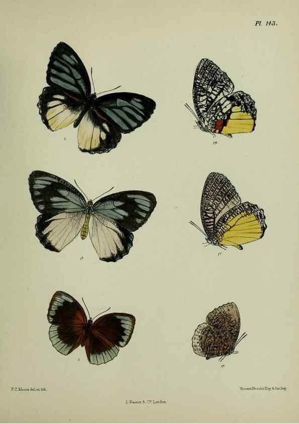 Reproducción/Reproduction 38457743694: Lepidoptera indica.. London,1890-1913.. 