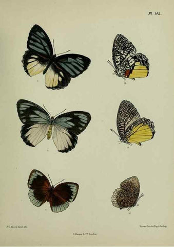 Reproducción/Reproduction 38457743694: Lepidoptera indica.. London,1890-1913.. 