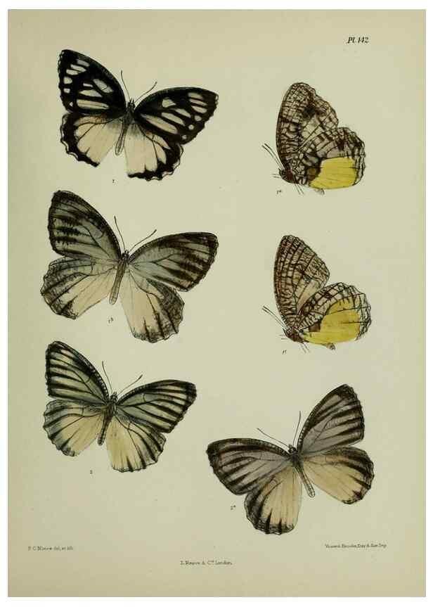 Reproducción/Reproduction 25299944198: Lepidoptera indica.. London,1890-1913.. 