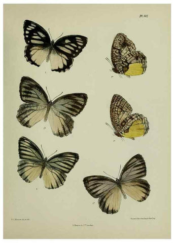 Reproducción/Reproduction 25299944198: Lepidoptera indica.. London,1890-1913.. 