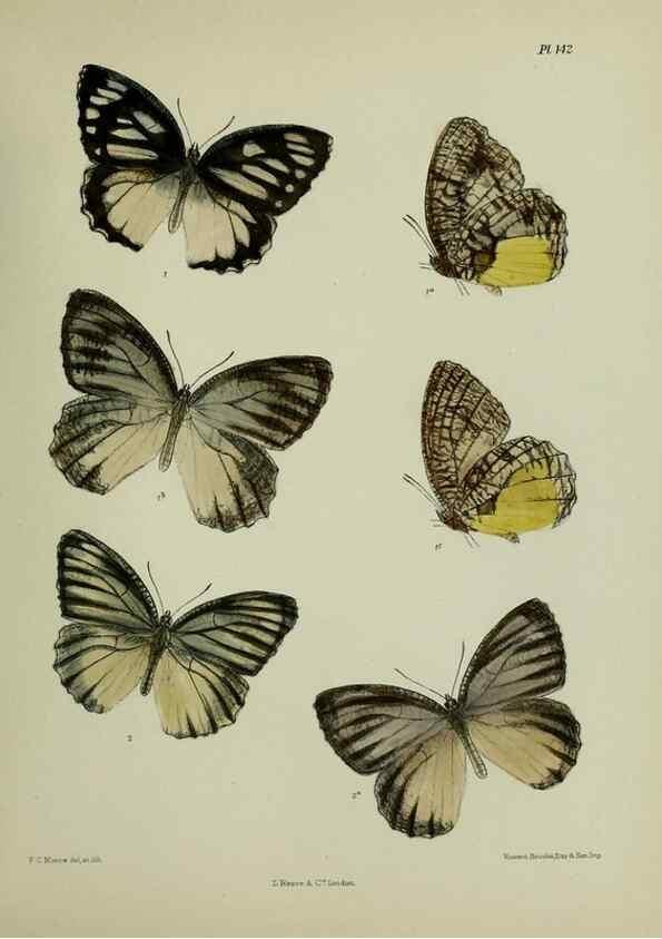 Reproducción/Reproduction 25299944198: Lepidoptera indica.. London,1890-1913.. 