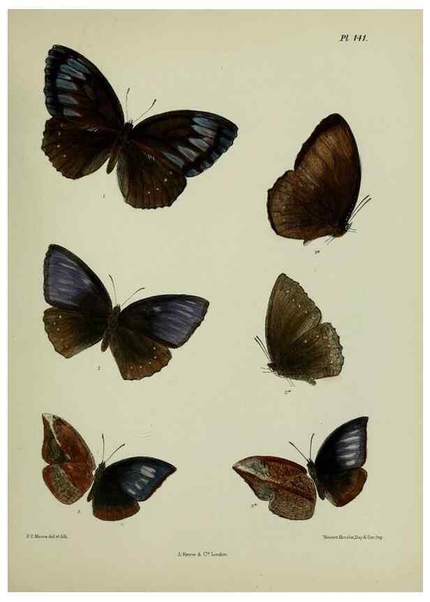 Reproducción/Reproduction 39165626091: Lepidoptera indica.. London,1890-1913.. 