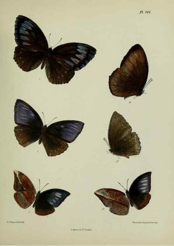 Reproducción/Reproduction 39165626091: Lepidoptera indica.. London,1890-1913.. 
