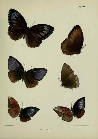 Reproducción/Reproduction 39165626091: Lepidoptera indica.. London,1890-1913.. 