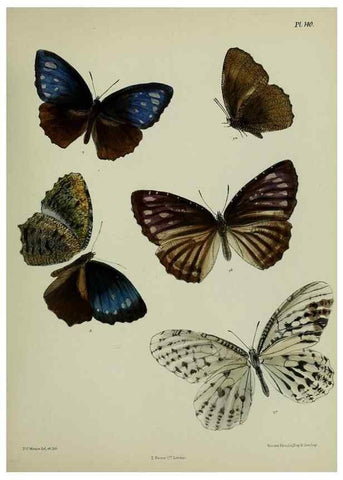 Reproducción/Reproduction 27388170929: Lepidoptera indica.. London,1890-1913.. 
