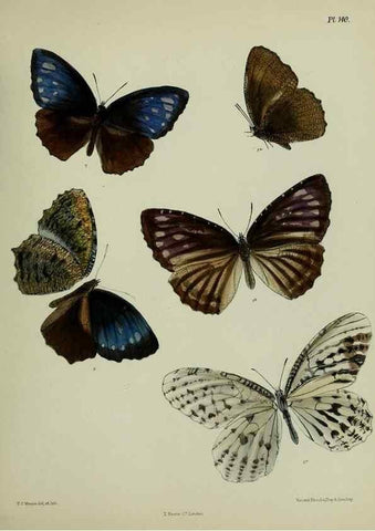 Reproducción/Reproduction 27388170929: Lepidoptera indica.. London,1890-1913.. 