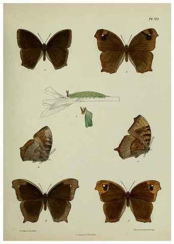 Reproducción/Reproduction 39165594471: Lepidoptera indica.. London,1890-1913.. 