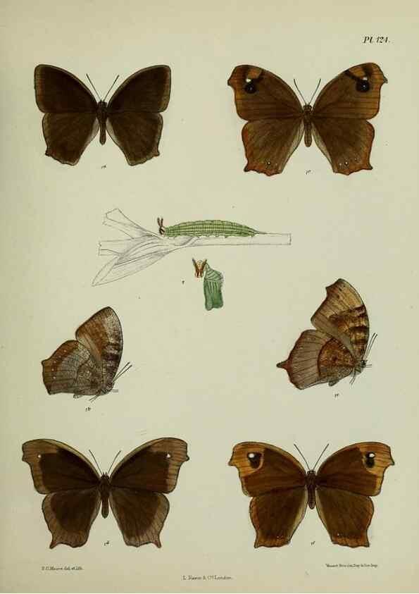 Reproducción/Reproduction 39165594471: Lepidoptera indica.. London,1890-1913.. 