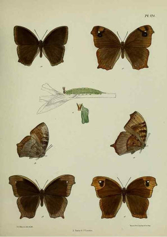 Reproducción/Reproduction 39165594471: Lepidoptera indica.. London,1890-1913.. 