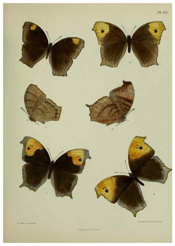 Reproducción/Reproduction 24304598287: Lepidoptera indica.. London,1890-1913.. 