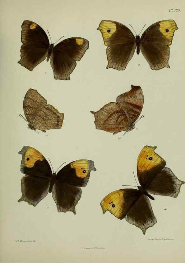 Reproducción/Reproduction 24304598287: Lepidoptera indica.. London,1890-1913.. 