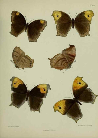 Reproducción/Reproduction 24304598287: Lepidoptera indica.. London,1890-1913.. 