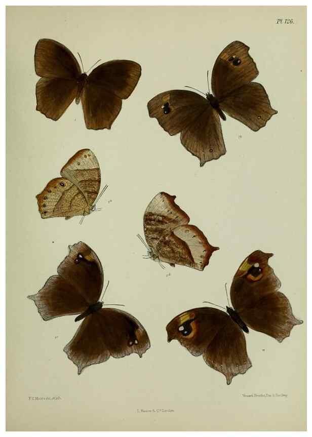 Reproducción/Reproduction 24304603197: Lepidoptera indica.. London,1890-1913.. 
