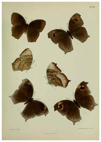 Reproducción/Reproduction 24304603197: Lepidoptera indica.. London,1890-1913.. 