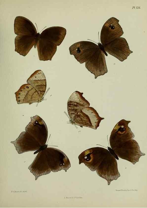 Reproducción/Reproduction 24304603197: Lepidoptera indica.. London,1890-1913.. 