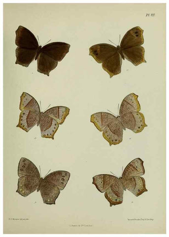 Reproducción/Reproduction 24304607607: Lepidoptera indica.. London,1890-1913.. 