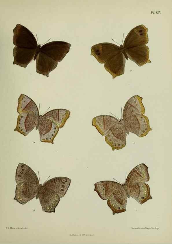 Reproducción/Reproduction 24304607607: Lepidoptera indica.. London,1890-1913.. 