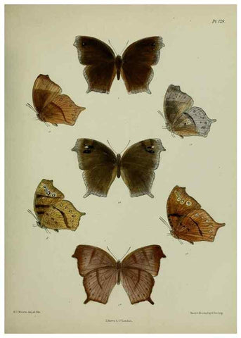 Reproducción/Reproduction 39135282552: Lepidoptera indica.. London,1890-1913.. 