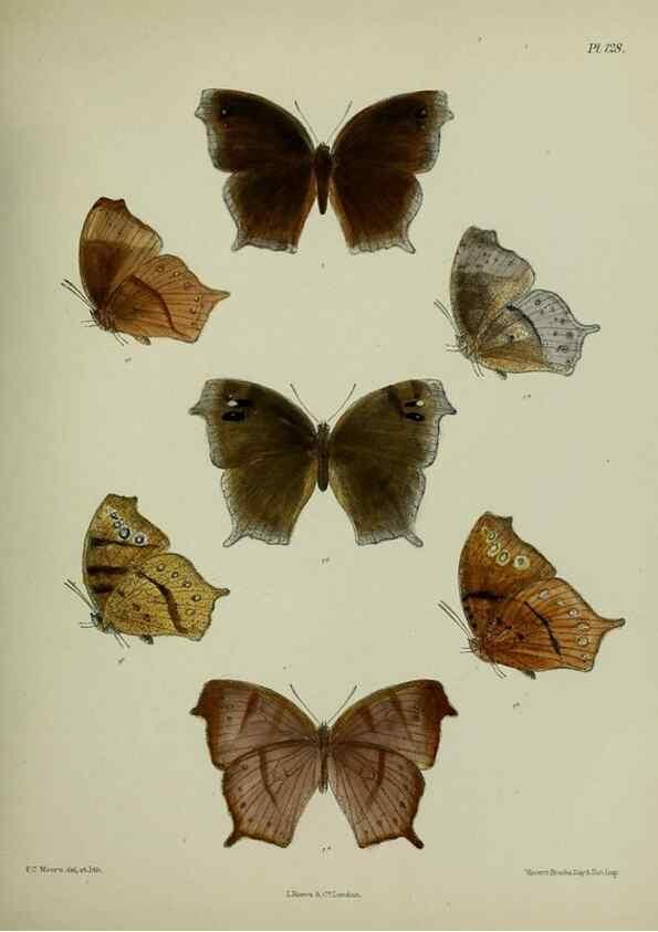 Reproducción/Reproduction 39135282552: Lepidoptera indica.. London,1890-1913.. 