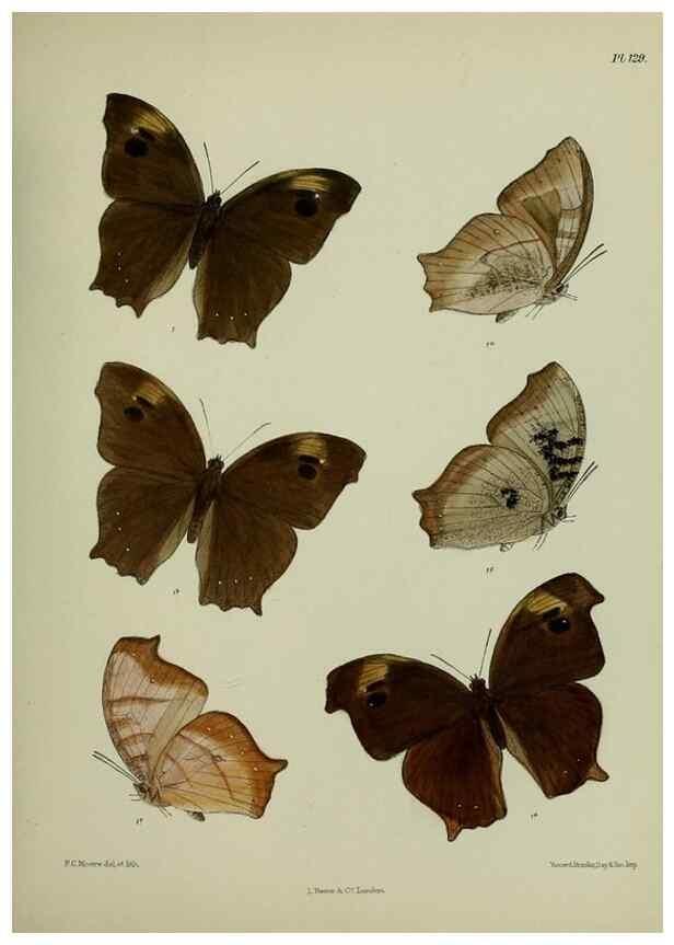 Reproducción/Reproduction 38457723434: Lepidoptera indica.. London,1890-1913.. 